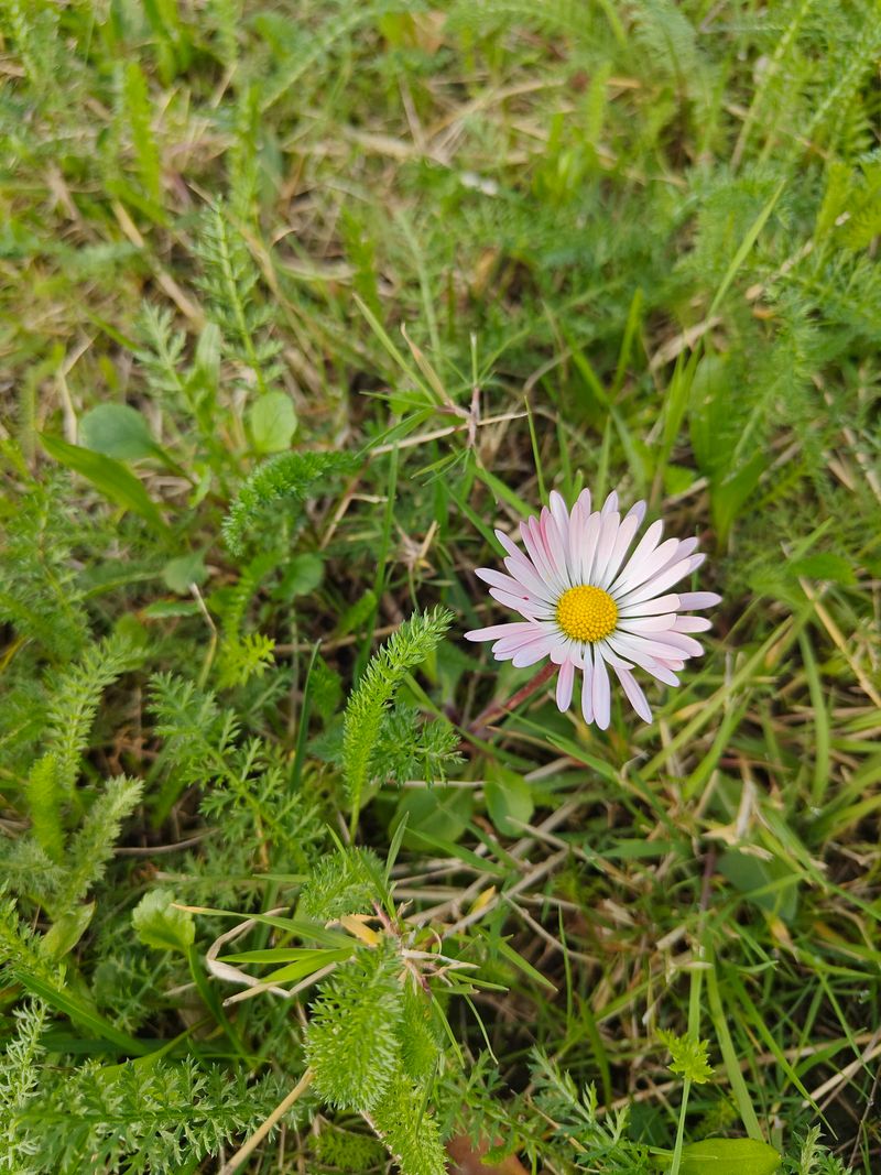 Controlling Wildflower Seeds