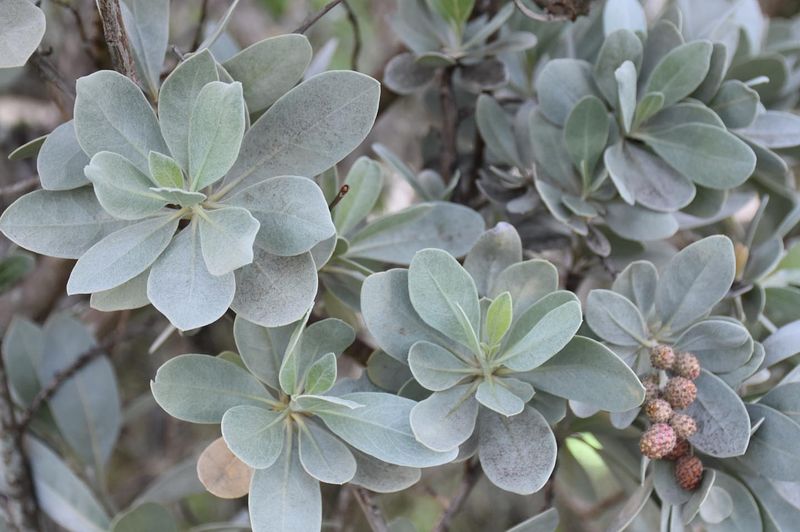 Silver Buttonwood