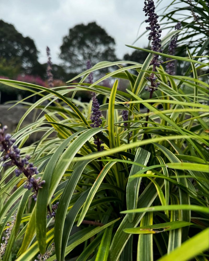 Liriope (Monkey Grass)