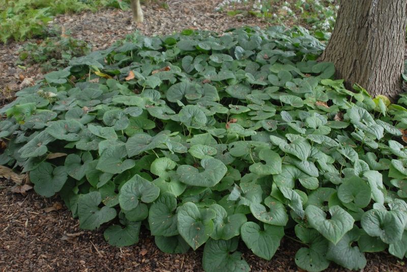 Wild Ginger (Asarum canadense)