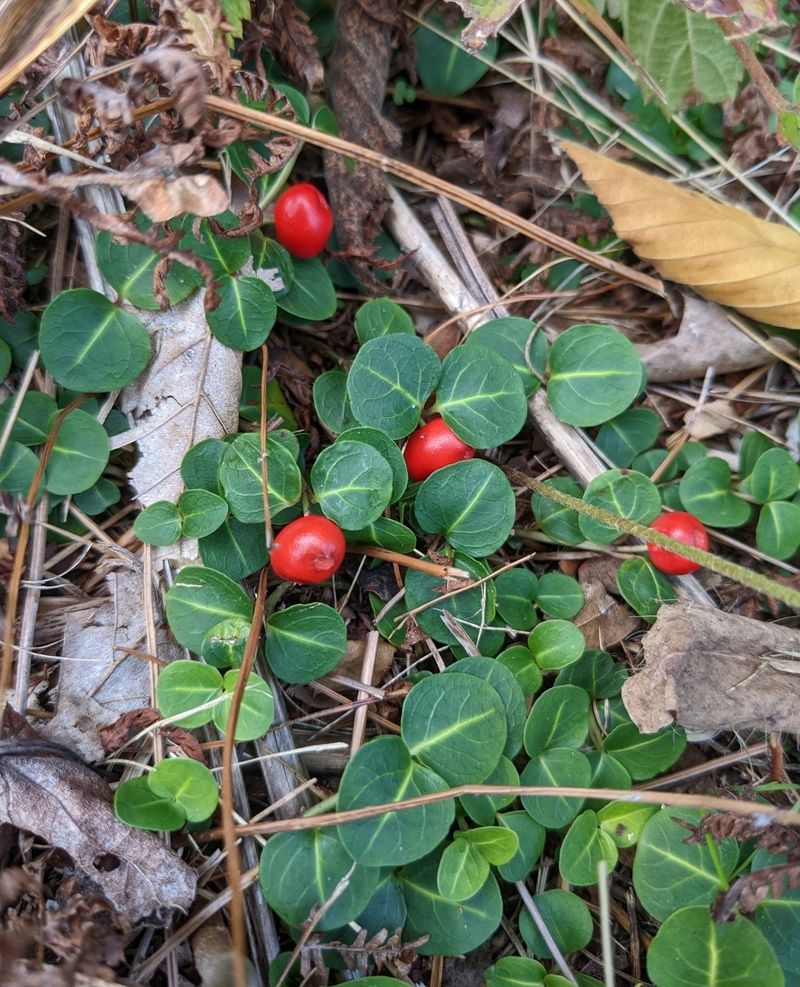 Partridgeberry