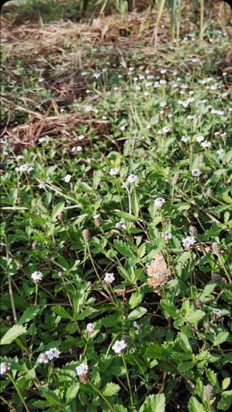 Frogfruit (Phyla nodiflora)
