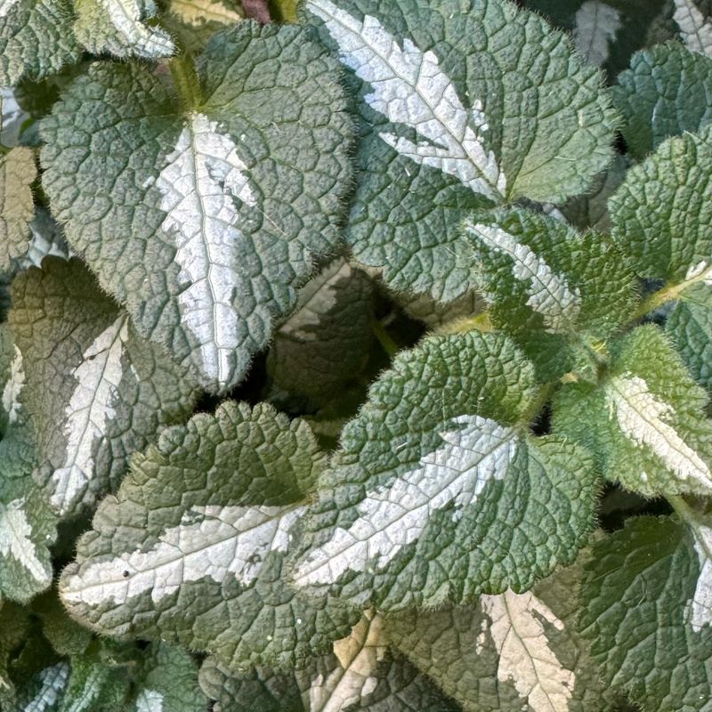 Lamium
