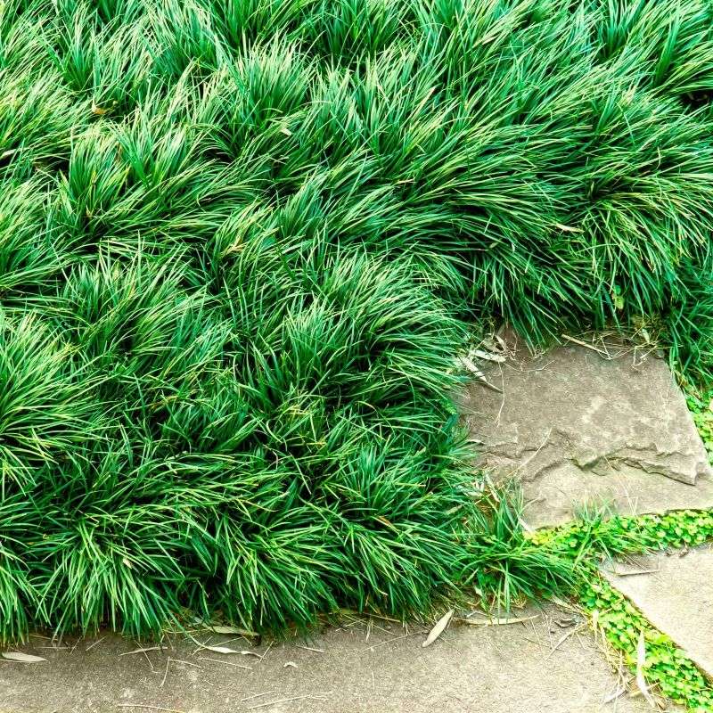 Dwarf Mondo Grass