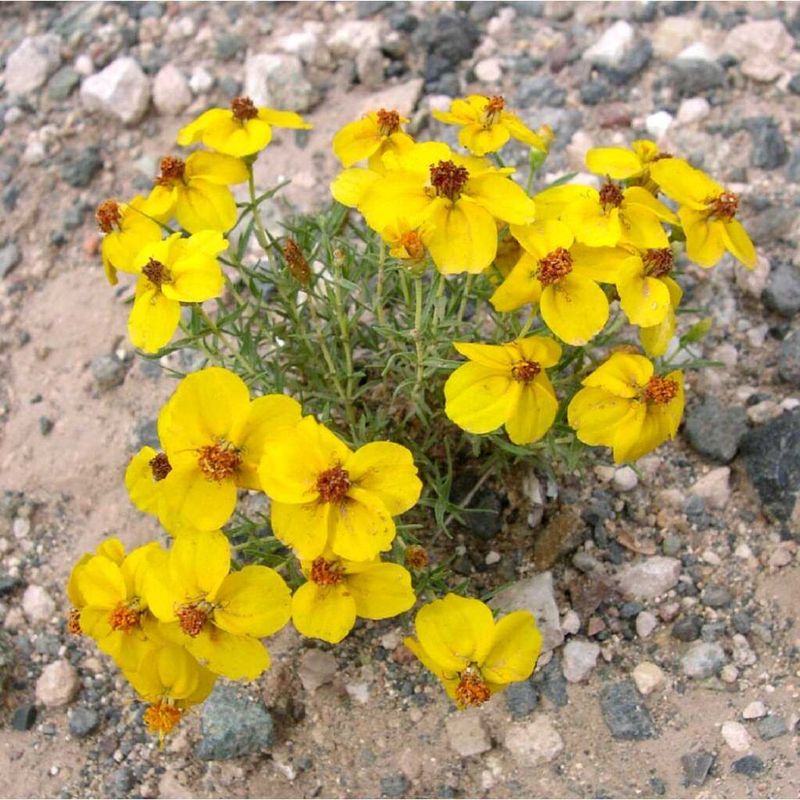 Prairie Zinnia