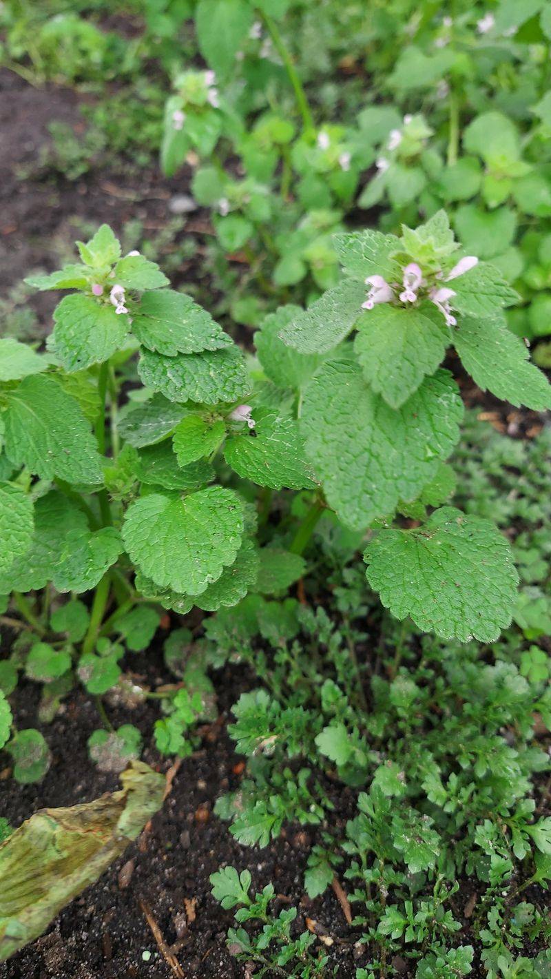Spotted Dead Nettle (Lamium maculatum)