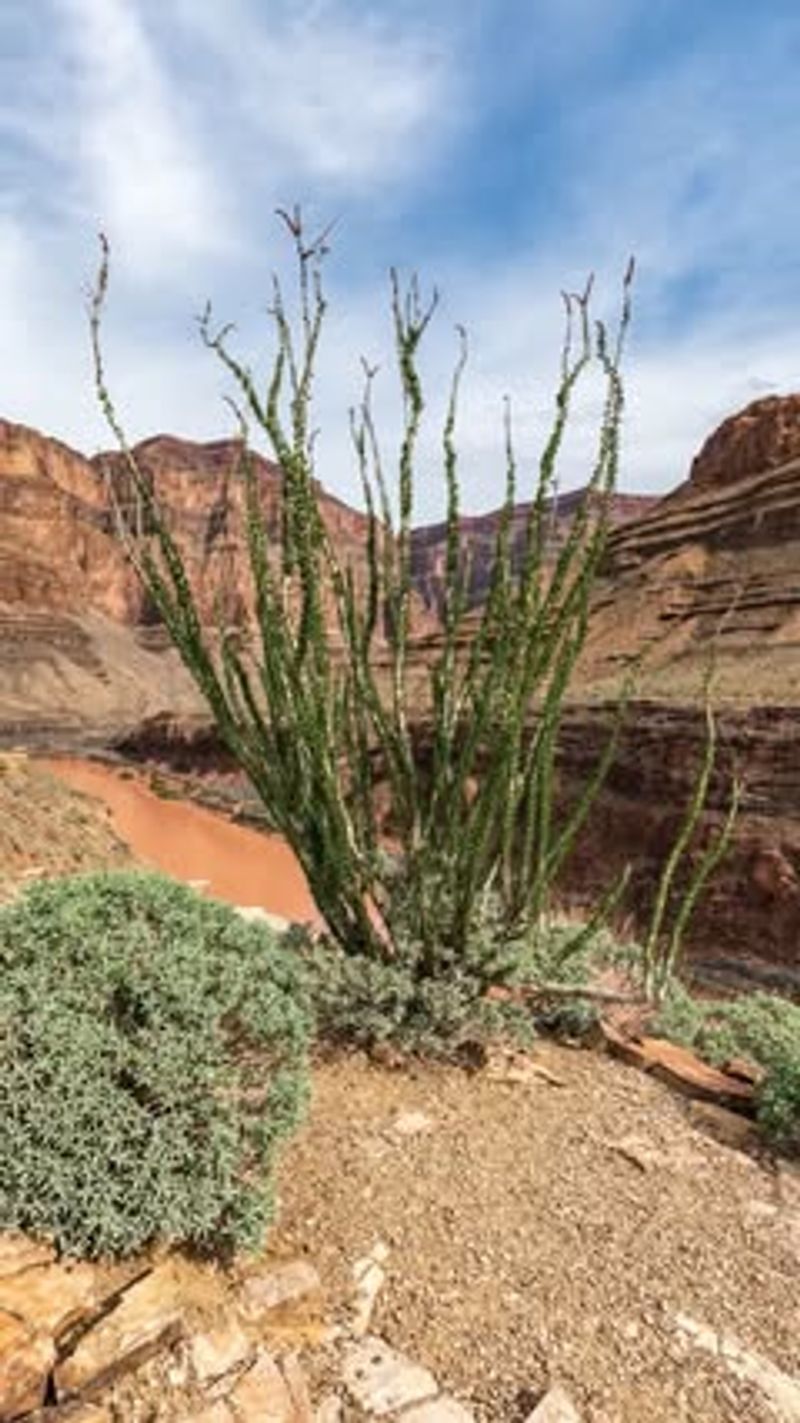 Ocotillo