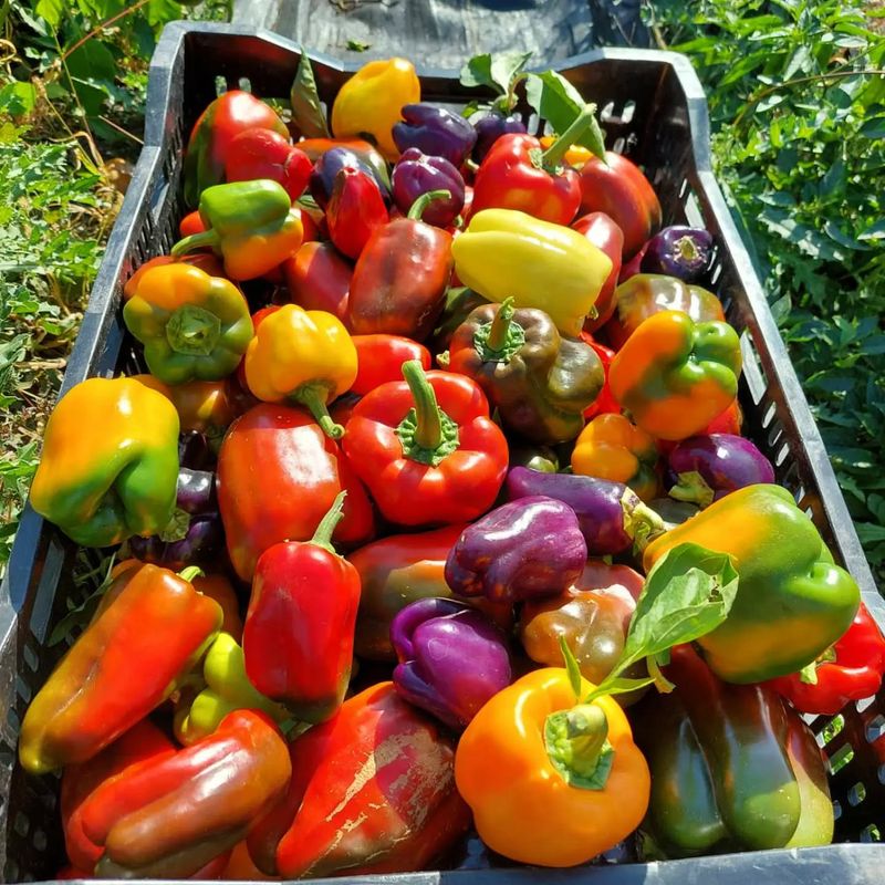 Sweet Bell Peppers