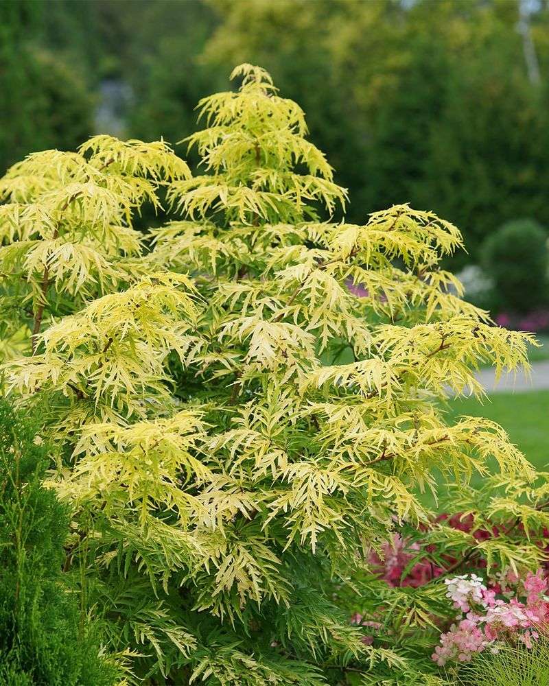 Bleached Or Yellowing Foliage