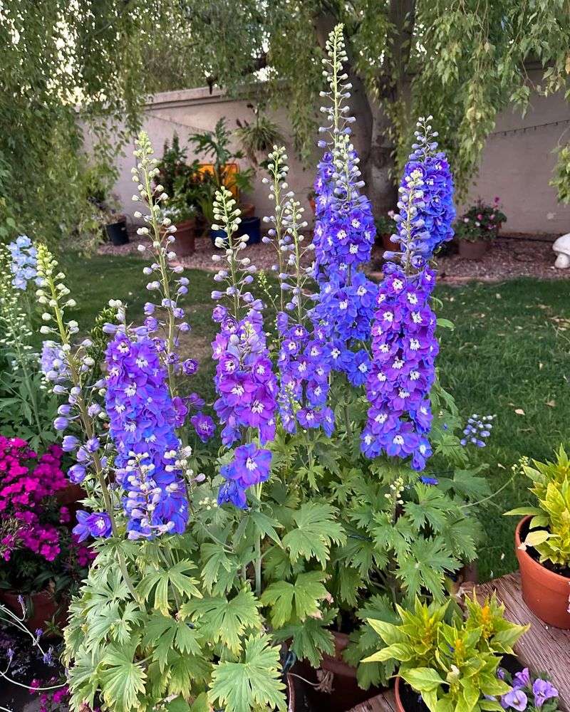 Delphinium