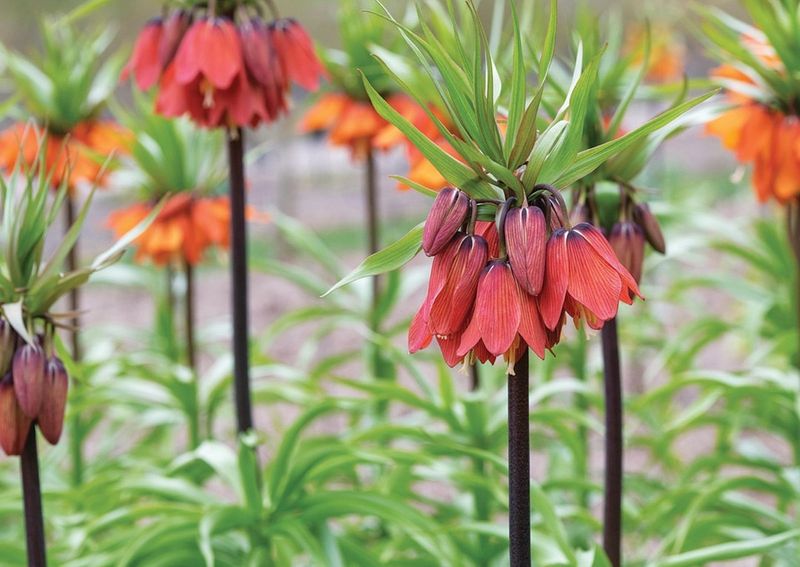 Crown Imperial