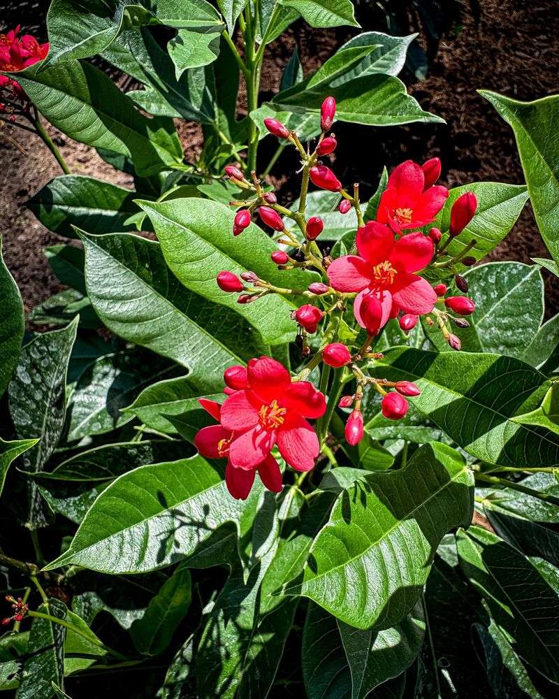 Jatropha