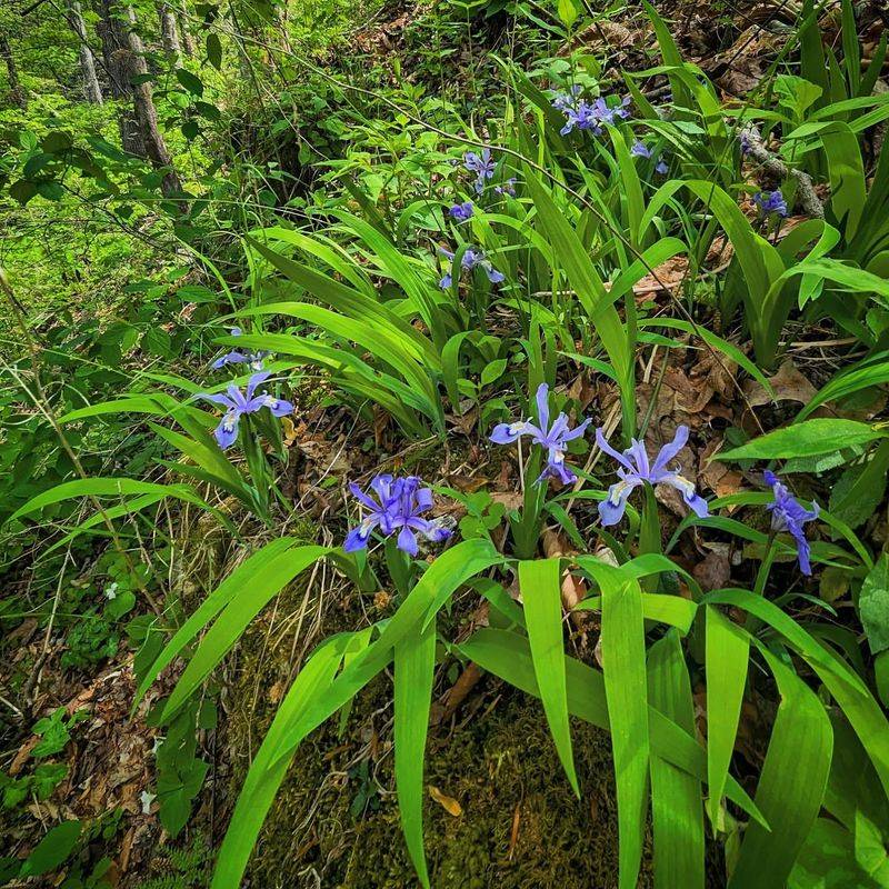 Dwarf Crested Iris