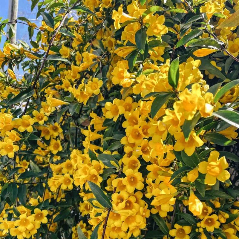 Carolina Jessamine (Gelsemium sempervirens)