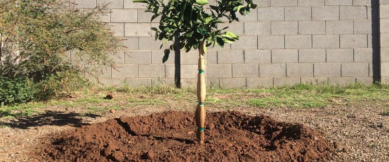 Planting Too Deep