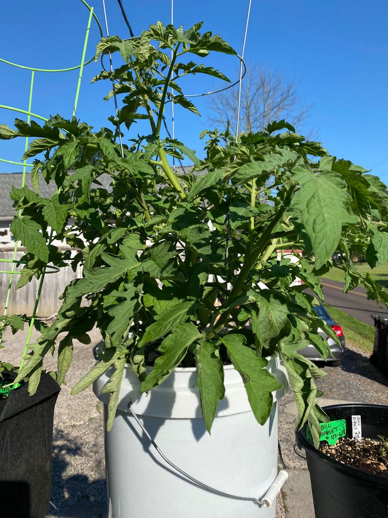 Skipping Pruning Sessions