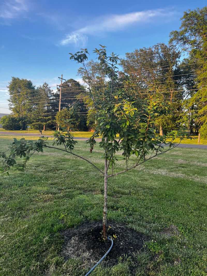 Crowds Out Beneficial Native Trees