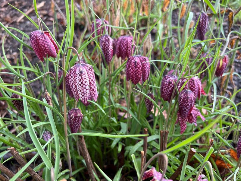 Fritillaria