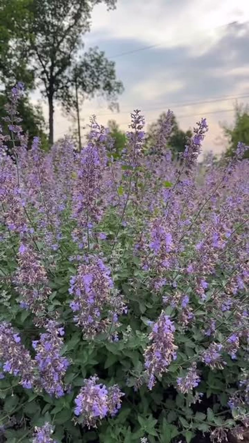 Catnip