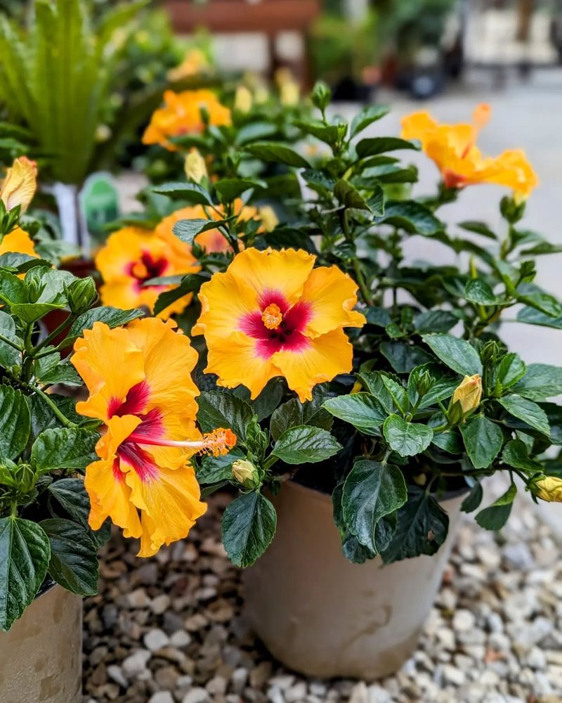 Hibiscus