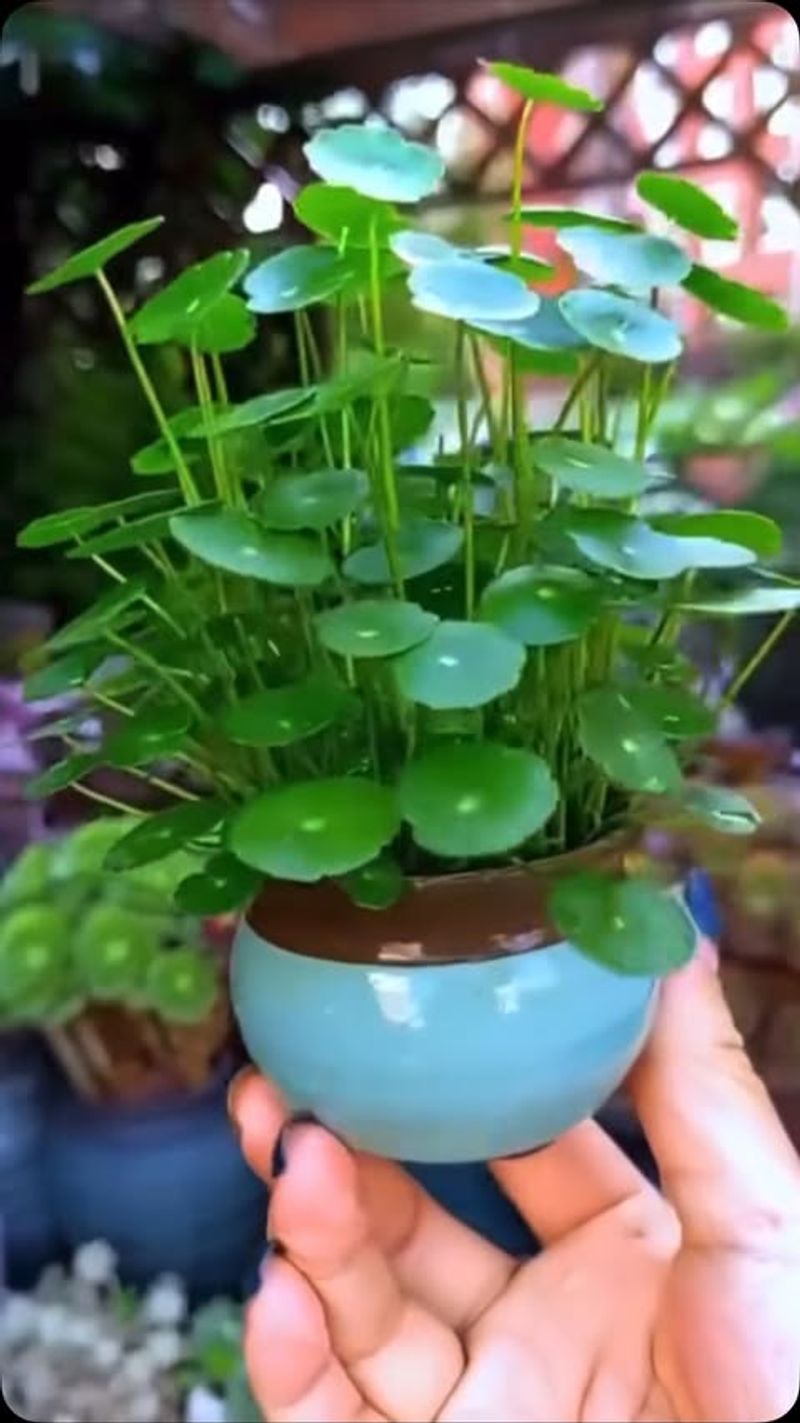 Chinese Money Plant