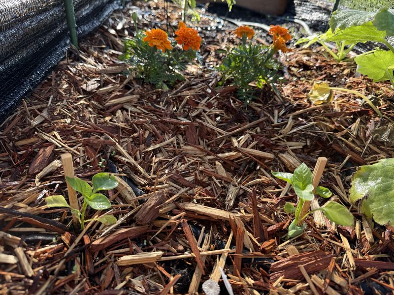 Pecan Shell Mulch