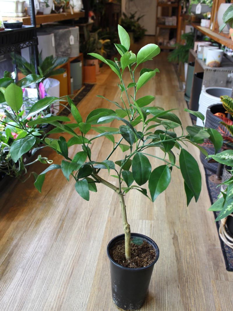 Citrus Trees