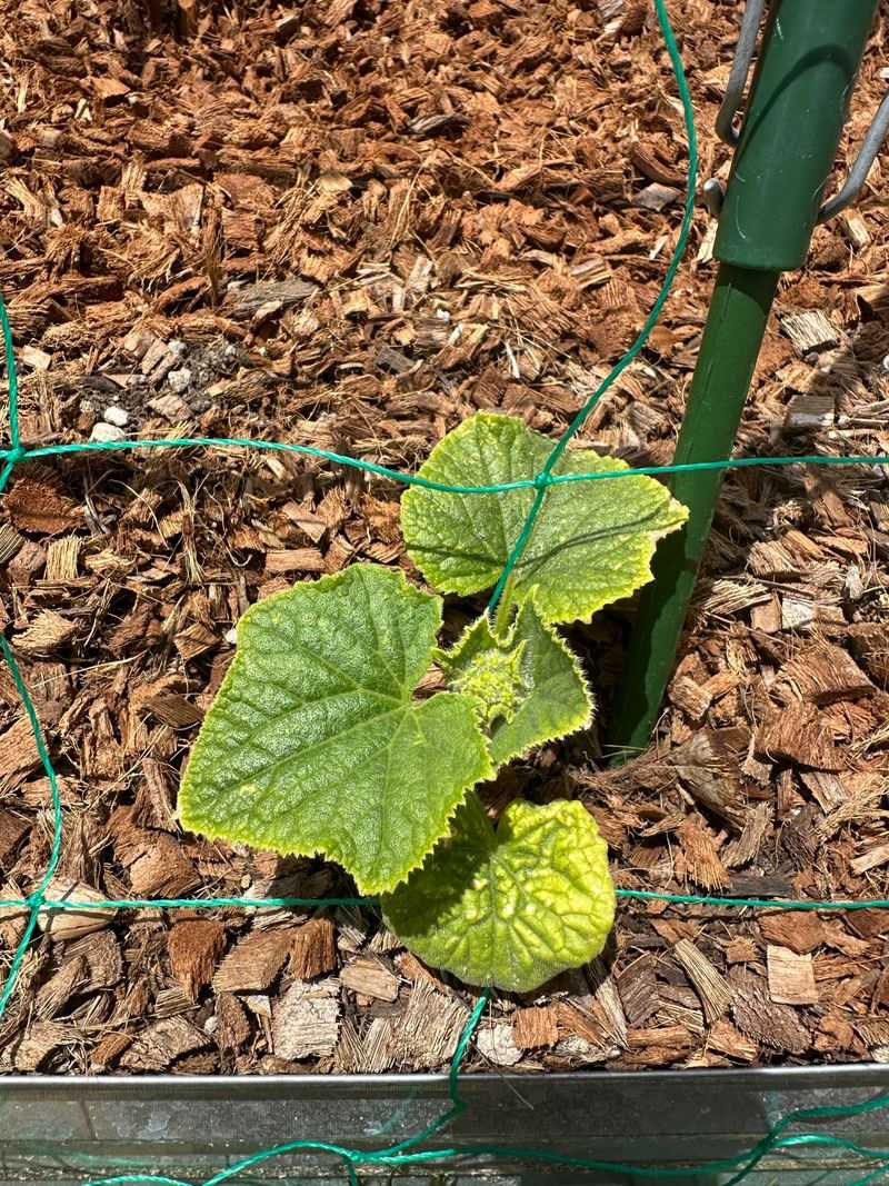 Poor Soil Conditions