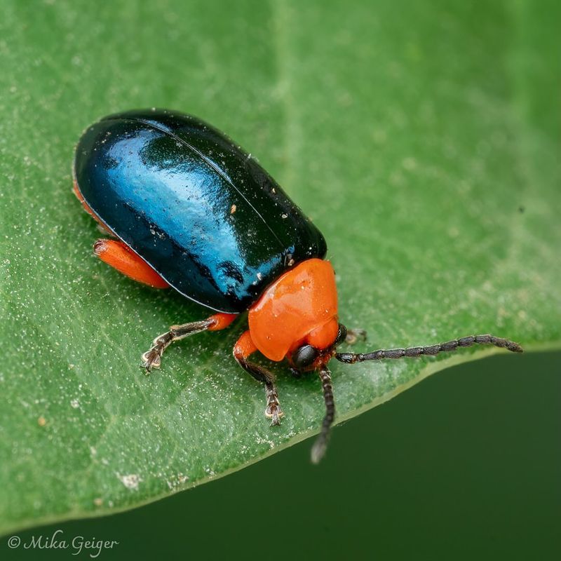 Flea Beetles: Tiny Hopping Pests