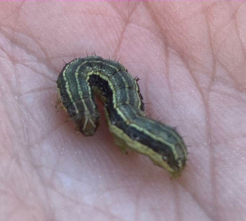 Armyworms: The Foliage Devourers