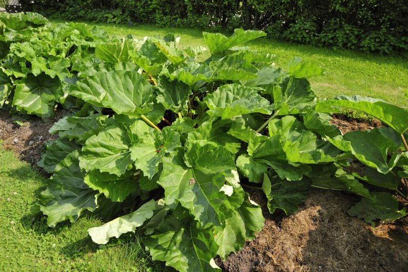 Calcium Deficiency