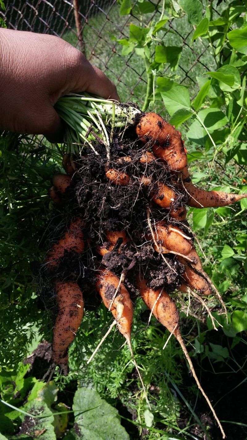 Carrots