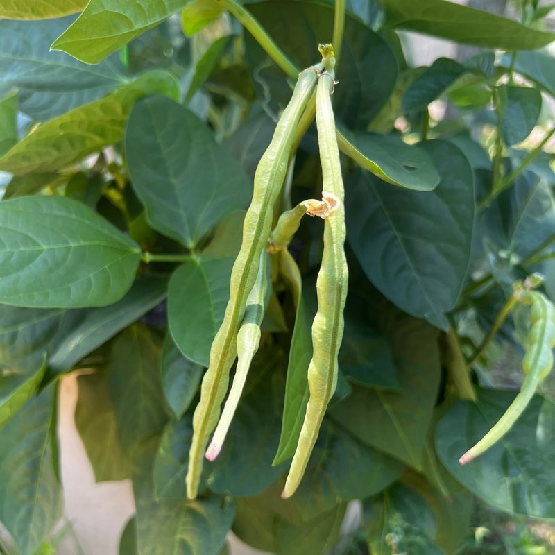 Cowpeas