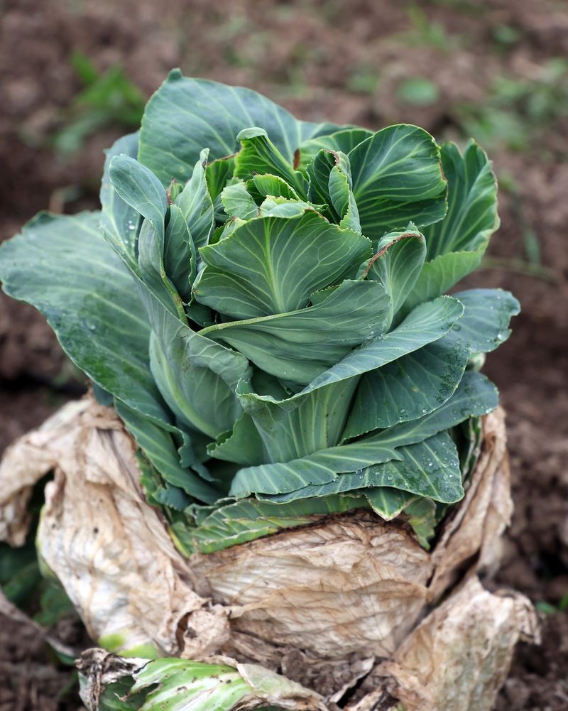 Cabbage