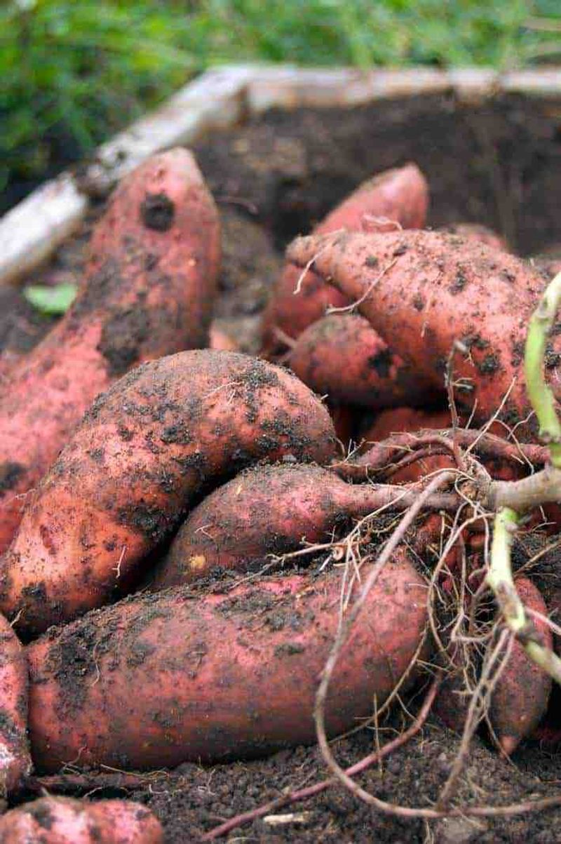 Sweet Potatoes