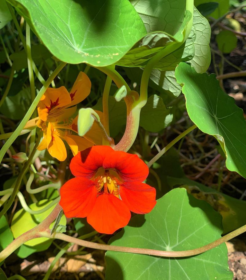 Nasturtiums: Edible Flowers and Leaves
