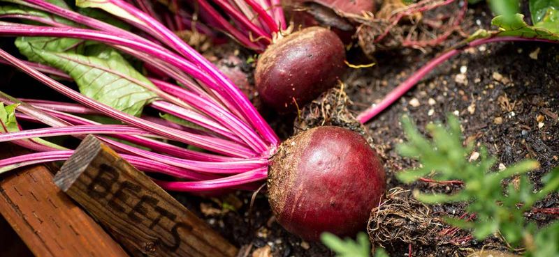 Beets - Root Perfection In Deep Soil