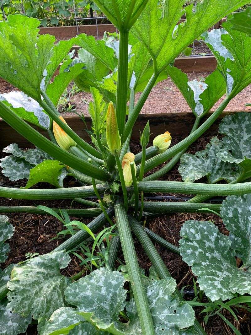 Zucchini