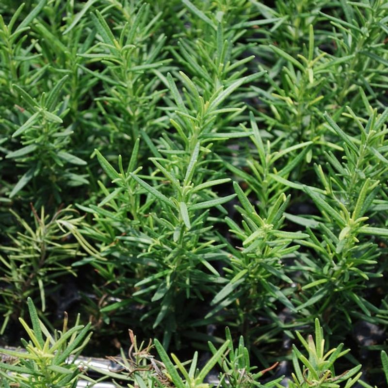 Natural Air Freshener