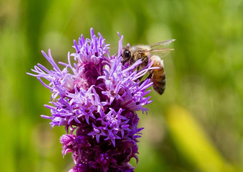 Meadow Blazingstar