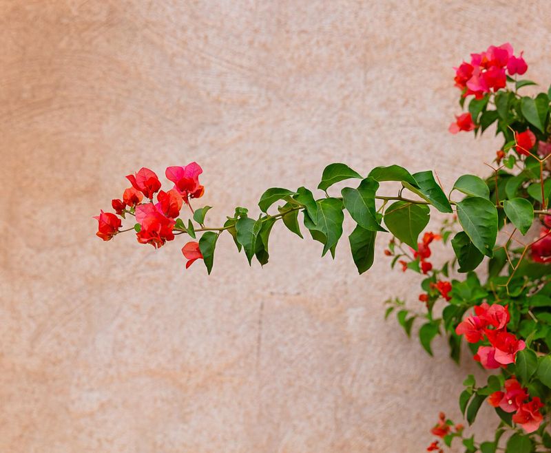 Bougainvillea