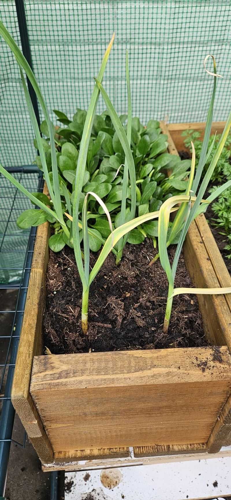 Dormancy Cycle Confusion