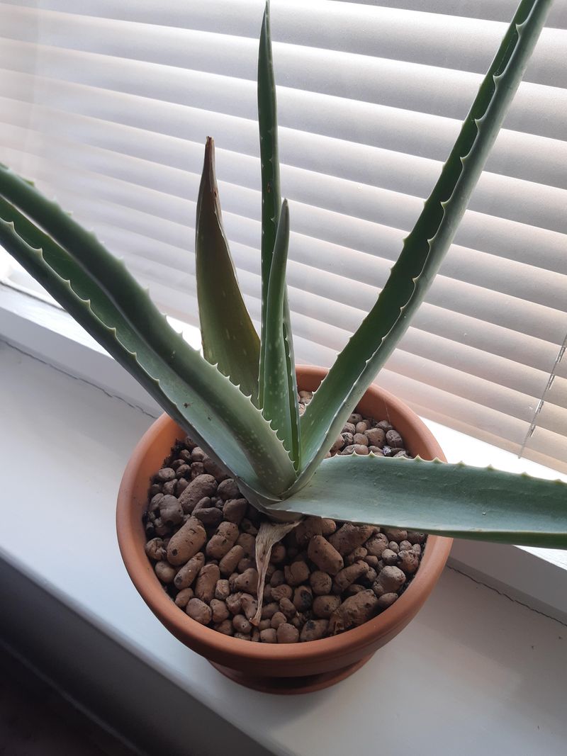 Brown Leaf Tips