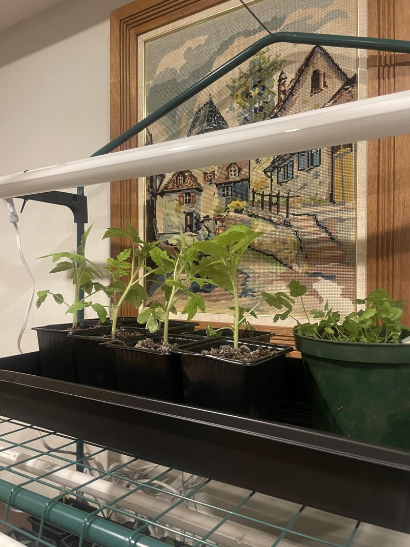 Leggy, Stretched Plants Need Light