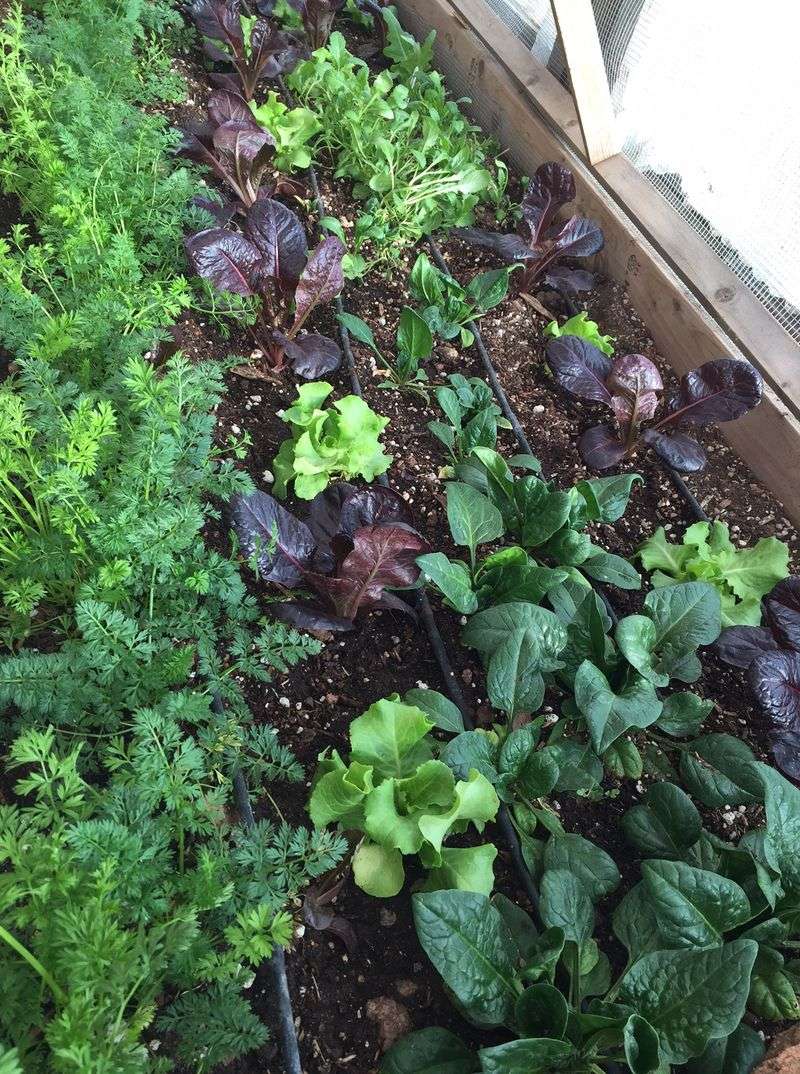 Bolting Vegetables