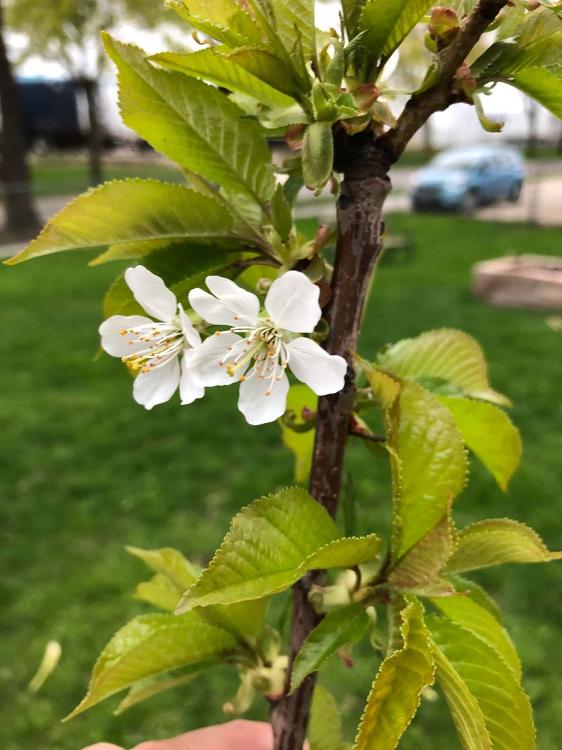 Sweet Cherries Miss Cold Winters