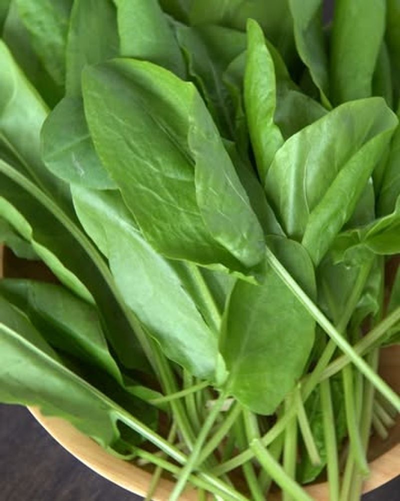 Sorrel