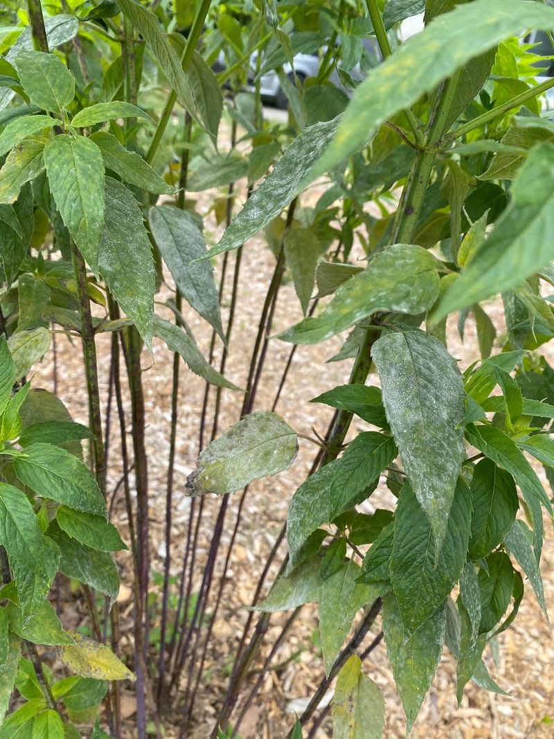 Prevent Powdery Mildew Proactively