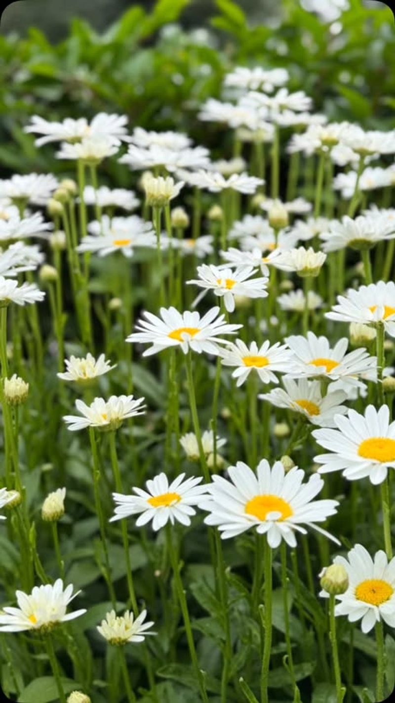 Drought-Resistant Garden Stars