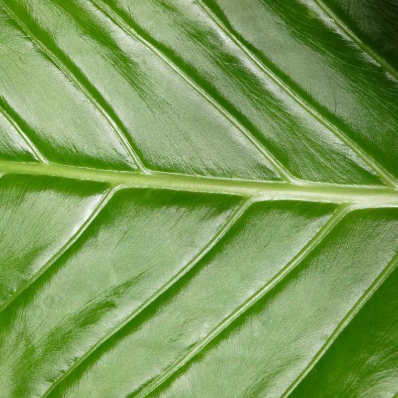 Leaf Shine Formula